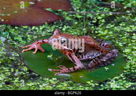 Europäische braune Grasfrosch (Rana Temporaria) juvenile sitzen auf Wasser Seerosenblatt unter Wasserlinsen im Teich Stockfoto