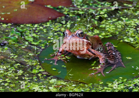 Europäische braune Grasfrosch (Rana Temporaria) juvenile sitzen auf Wasser Seerosenblatt unter Wasserlinsen im Teich Stockfoto