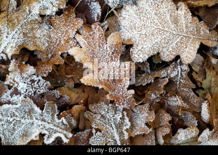 Blätter der englischen Eiche (Quercus Robur) in Raureif auf dem Waldboden im Winter überdacht Stockfoto