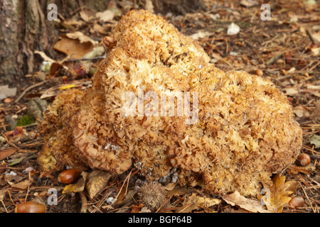 Blumenkohl-Pilz oder Holz Blumenkohl lateinischen Namen Sparassis crispa Stockfoto