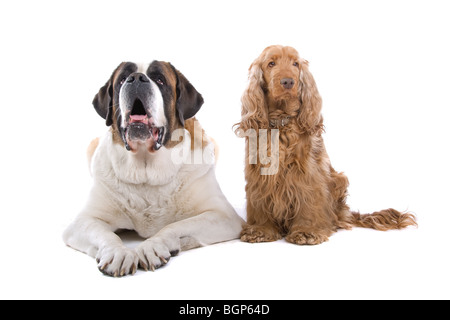 Bernhardiner und Cocker Spaniel vor einem weißen Hintergrund isoliert Stockfoto