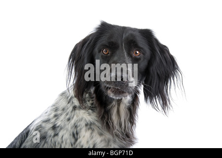 Nahaufnahme von großer Munsterlander Hund, isoliert auf weißem Hintergrund Stockfoto