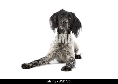 Nahaufnahme von großer Munsterlander Hund, isoliert auf weißem Hintergrund Stockfoto