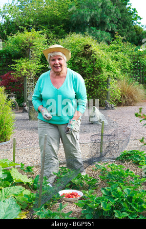 Mittlere gealterte Frau Gärtner nimmt Erdbeeren aus Pflanzen Stockfoto
