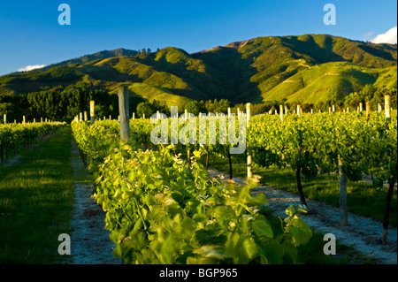 Weinberge in der Nähe von Blenheim, Marlborough, Südinsel, Neuseeland Stockfoto