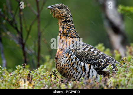 Western Capercaillie (at Urogallus) weiblich in der Taiga, Finnland Stockfoto