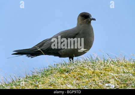 Arktisches Skua / parasitäre Jaeger (Stercorarius Parasiticus) in der Tundra am Varanger, Norwegen Stockfoto