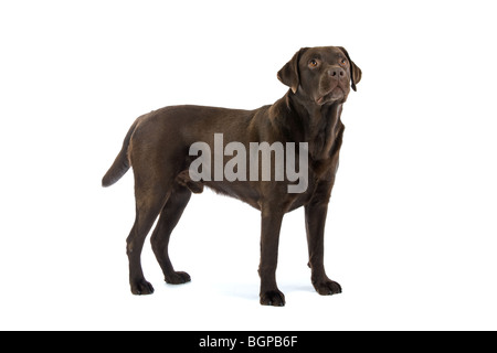 Nahaufnahme von chocolate Labrador Retriever Hund isoliert auf weißem Hintergrund. Stockfoto