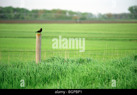 Ein Rotschulterstärling sitzt auf einem Zaunpfahl in Nebraska. Stockfoto