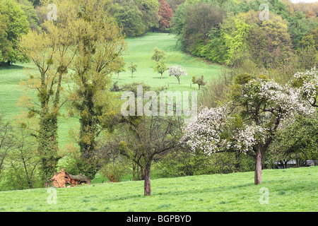 Blühender Baum Obstgarten, Haspengouw, Voeren, Belgien Stockfoto