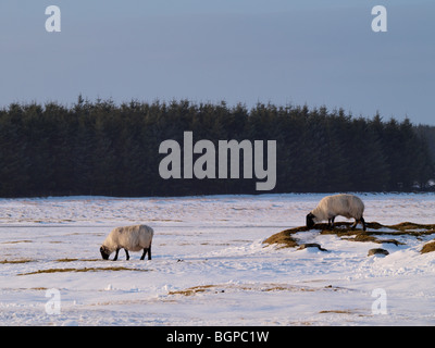 Zwei Schafe grasen auf Flecken des Grases im Schnee bedeckt Landschaft, Cornwall, UK Stockfoto