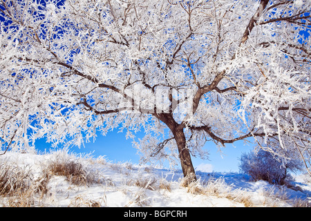 Raureif bedeckt Baum an einem klaren Wintertag.  Winnipeg, Manitoba, Kanada. Stockfoto