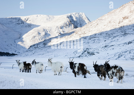 Ogwen Valley, North Wales, UK. Feral Welsh Mountain Goats im Winter Schnee in die Berge von Snowdonia-Nationalpark Stockfoto