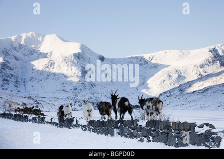 Ogwen Valley, North Wales, UK. Verwilderte Welsh Mountain Goats im Winter mit Schnee auf den Bergen des Snowdonia National Park Stockfoto