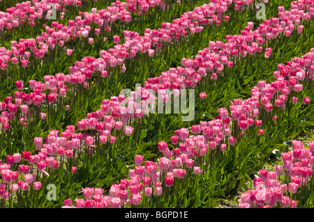 Tulpen am Roozengaarde Tulpenfelder, Skagit Valley, Washington. Stockfoto