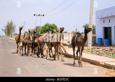 Kamel-Karawane unterwegs in Rajasthan, Indien. Stockfoto