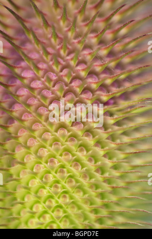 Detail der wilden Karde (Dipsacus Fullonum), Belgien Stockfoto