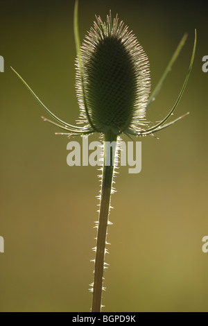 Wilde Karde (Dipsacus Fullonum), Belgien Stockfoto