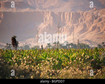 Blick vom Fluss Nil die Totentempel der weibliche Pharao Hatshepsut im Tal des Adels in Luxor in Ägypten Stockfoto