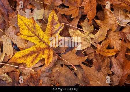 Unten-Ahorn Blätter im Herbst auf Waldboden; Nisqually National Wildlife Refuge, Washington. Stockfoto