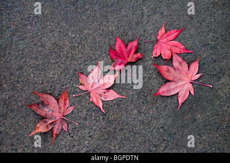 Ahornbaum Blätter auf Felsen; Japanischer Garten Arboretum von University of Washington, Seattle, Washington. Stockfoto