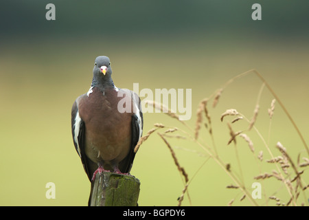 Ringeltaube (Columba Palumbus) auf Pole, Belgien Stockfoto