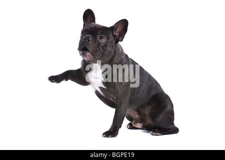 Nahaufnahme von französische Bulldogge isoliert auf weißem Hintergrund. Stockfoto