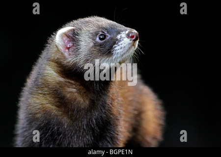 Europäischer Iltis (Mustela Putorius) close-up UK Stockfoto