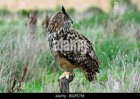 Eurasische Adler-Eule (Bubo Bubo) im Rückblick in Wiese, England, UK Stockfoto