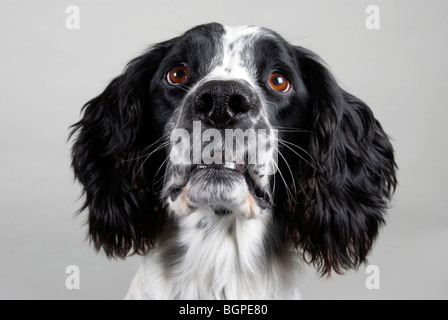 Bobby der English Springer spaniel Stockfoto