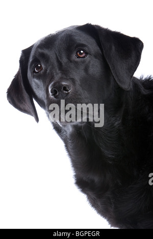 Schwarze Labrador Retriever vor weiß im Hintergrund Stockfoto