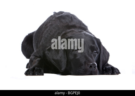 Schwarze Labrador Retriever vor weiß im Hintergrund Stockfoto