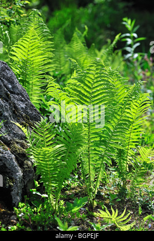 Ostrich Fern / Federball Farn (Matteuccia Struthiopteris), Deutschland Stockfoto