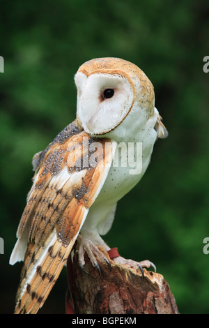 Die Schleiereule (Tyto Alba) Stockfoto