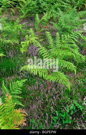 Gemeinsamen Adlerfarn (Pteridium Aquilinum) und Heide in Heide Stockfoto