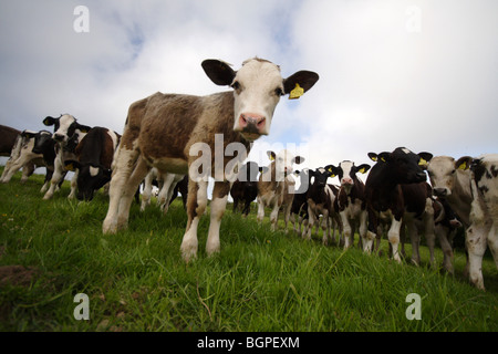 Jungbullen auf einer Farm in Devon uk Stockfoto