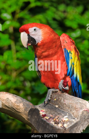 Scharlachrote Aras Ara macao Stockfoto