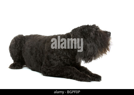 Bouvier Des Flandres Hund isoliert auf weißem Hintergrund. Stockfoto