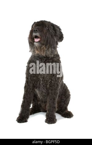 Bouvier Des Flandres Hund isoliert auf weißem Hintergrund. Stockfoto