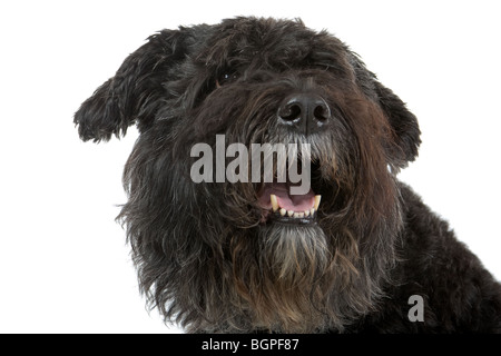 Bouvier Des Flandres Hund isoliert auf weißem Hintergrund. Stockfoto