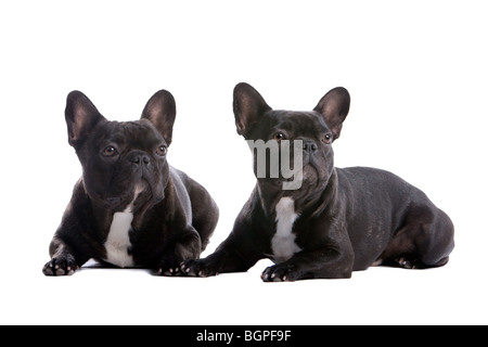 Nahaufnahme der beiden französischen Bulldoggen, isoliert auf weißem Hintergrund. Stockfoto