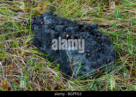 Europäische braune Bär (Ursus Arctos) Scat mit Beeren, Karelien, Finnland, Scandinavia Stockfoto