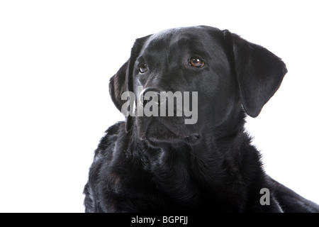 Schwarze Labrador Retriever vor weiß im Hintergrund Stockfoto