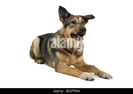 Nahaufnahme der juvenilen Schäferhund Mischling isoliert auf weißem Hintergrund. Stockfoto