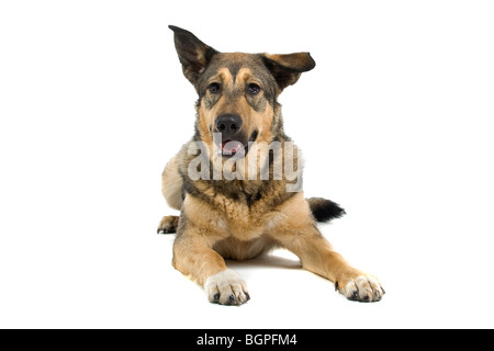 Nahaufnahme der juvenilen Schäferhund Mischling isoliert auf weißem Hintergrund. Stockfoto