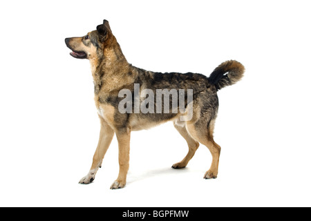 Nahaufnahme der juvenilen Schäferhund Mischling isoliert auf weißem Hintergrund. Stockfoto