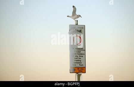 Möwe Larus Argentatus Möve Hering sitzen auf einem verschneiten Fußgängerzone Schild Brighton Sussex UK Stockfoto