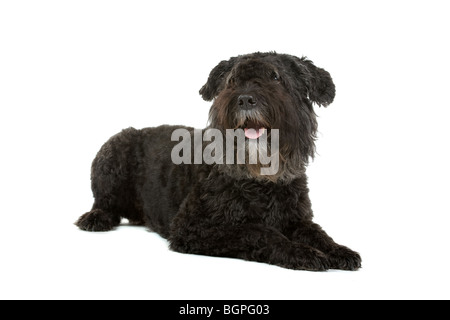 Bouvier Des Flandres Hund isoliert auf weißem Hintergrund. Stockfoto