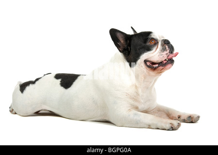 Nahaufnahme der französische Bulldogge isoliert auf weißem Hintergrund Stockfoto