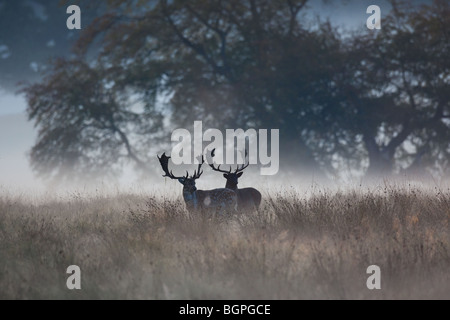 Zwei Damhirsch (Dama Dama) Hirsche im Nebel am Waldrand im Herbst während der Brunftzeit Stockfoto